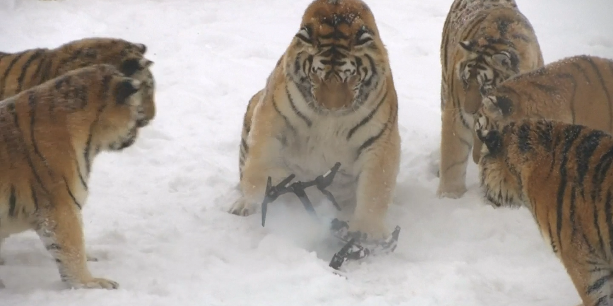 Толстые тигры в китайском зоопарке